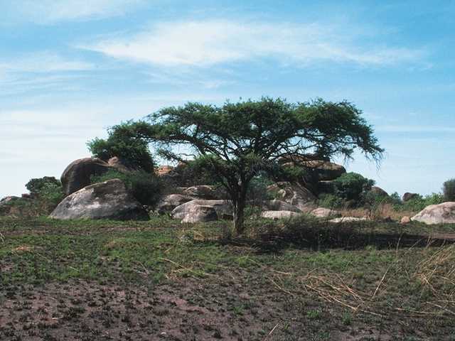 Animals of Africa