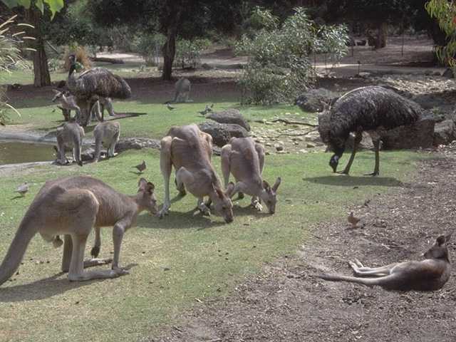Animals of Australia