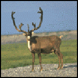 Caribou
