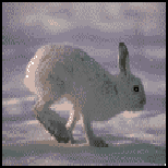 Arctic Hare