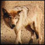Wolves