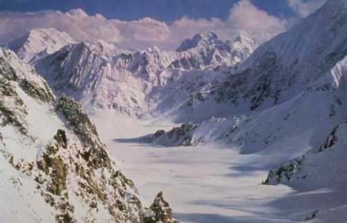 Arctic Animals